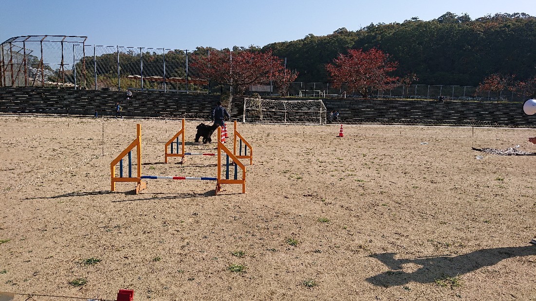 犬の運動会 in ネスタリゾート神戸_c0343364_00531273.jpg