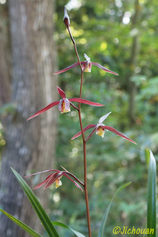 対馬寒蘭 対馬寒蘭 Yahoo!オークション -「寒蘭 対馬」の落札相場・落札価格