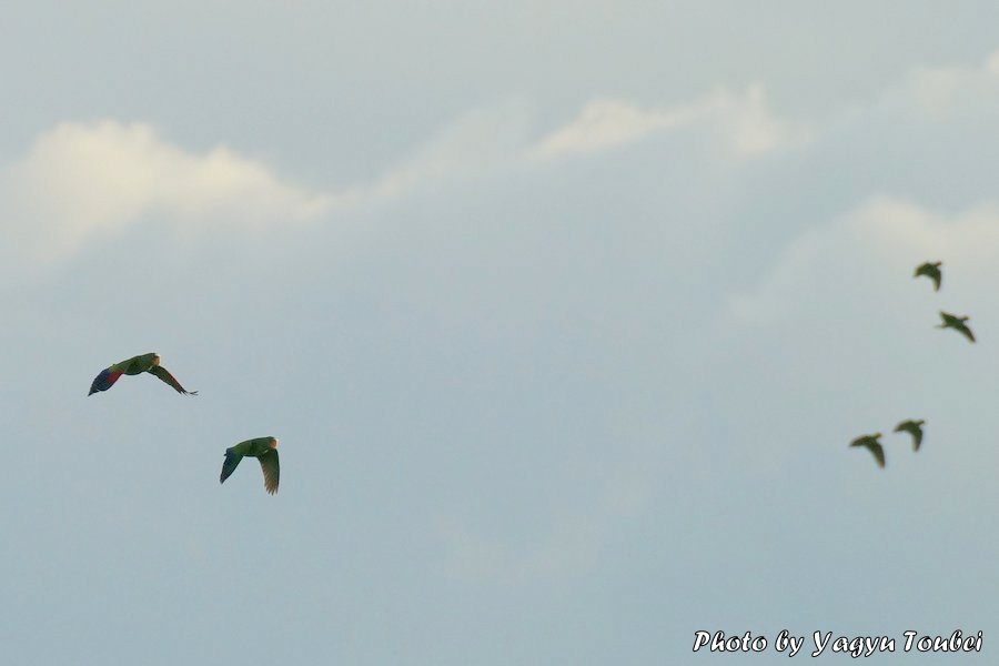 ベリーズ　民家の屋根の上を通過する White-fronted Parrot（ホワイトフロンテッド　パロット）_b0132475_20252232.jpg