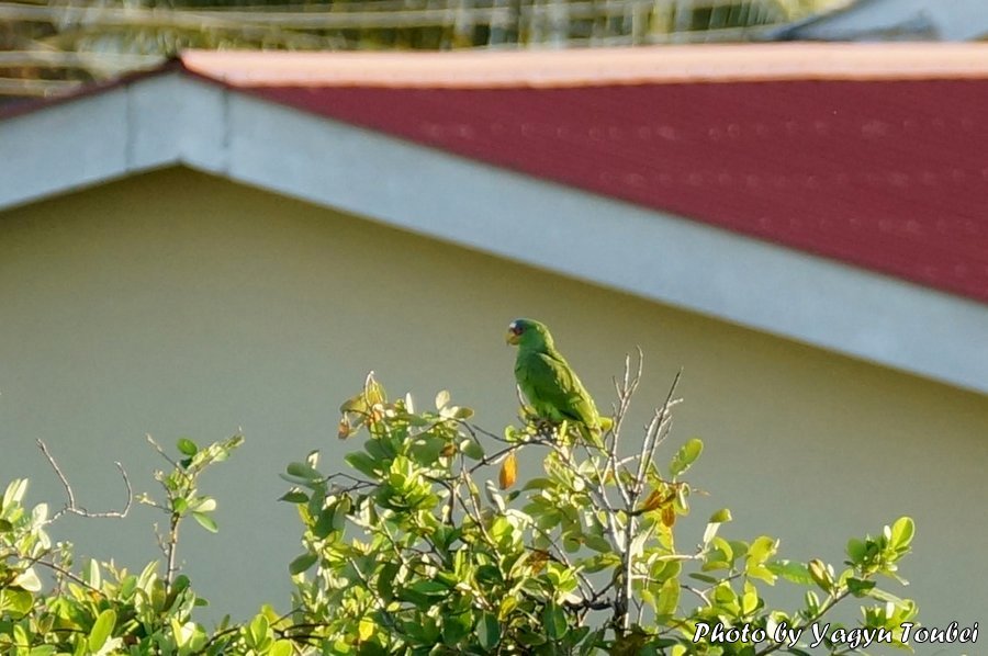 ベリーズ　民家の屋根の上を通過する White-fronted Parrot（ホワイトフロンテッド　パロット）_b0132475_20253069.jpg