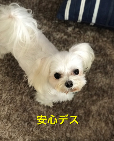 b0193480_13030582.jpeg