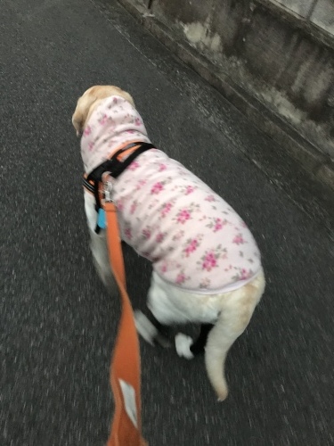 f0315081_21522956.jpeg