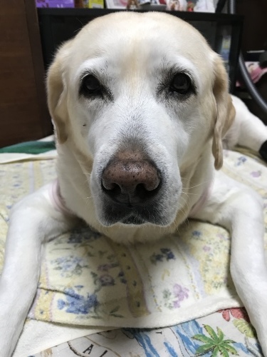 f0315081_21532539.jpeg