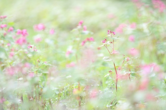 赤そばの花_f0350585_22113046.jpg