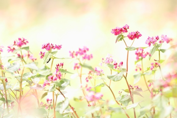 赤そばの花_f0350585_22115233.jpg