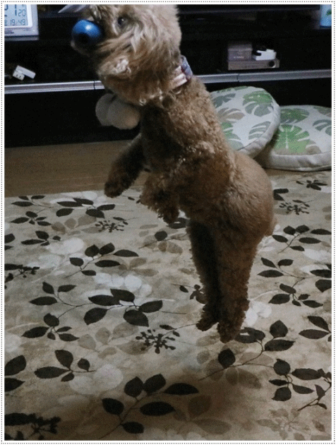 b0175688_20032307.gif