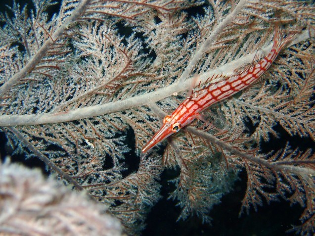 e0115199_18545107.jpg