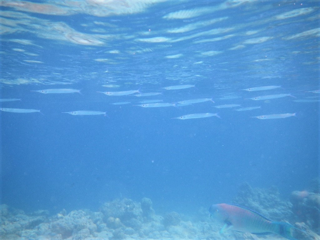 海は危険でいっぱい モルディブの海で泳ぐとき気を付けるべき海中生物 モルディブ現地情報発信ブログ 手軽に気軽に賢く旅するローカル島旅