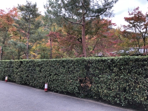 紅葉本番へ_a0197730_13242279.jpg