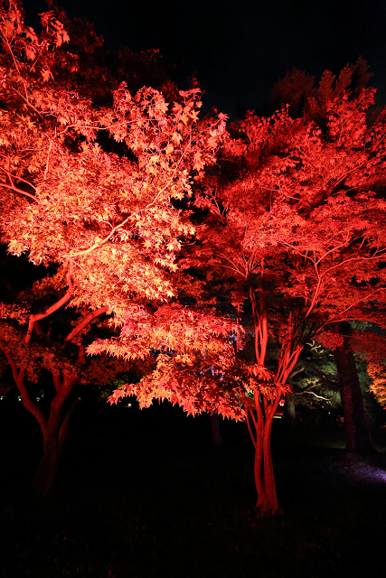 紅葉の京都2018 －二条城秋季特別ライトアップ FLOWERS BY NAKED 2018（中編）－ _b0169330_21583848.jpg