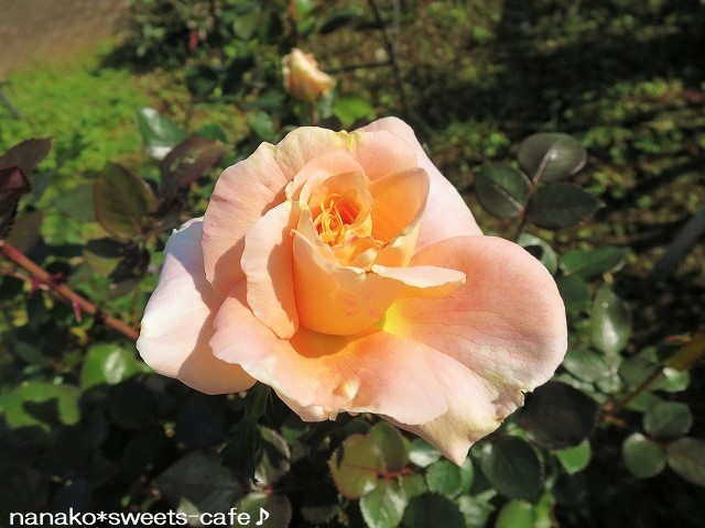 d0147030_18521049.jpg