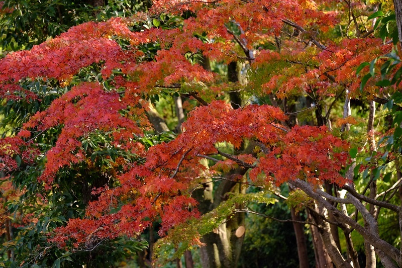 公園のもみじ最終章ー１_b0230131_17031083.jpg