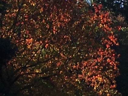 b0330040_15130787.jpeg