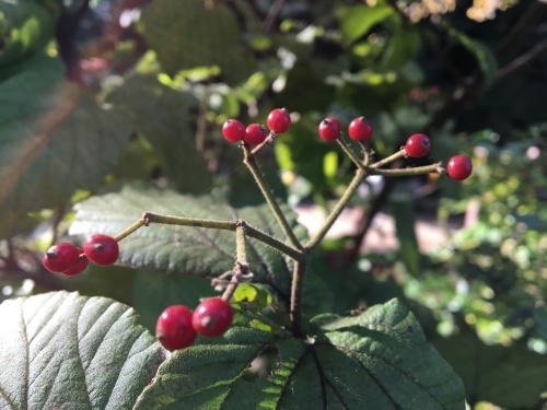 b0330040_20190062.jpeg