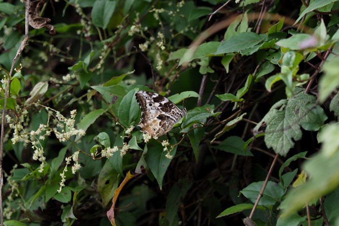 初見　シロキマダラヒカゲ_d0149245_21522779.jpg