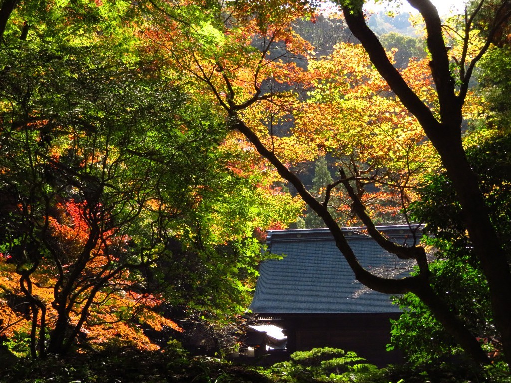 内津神社の紅葉  ❜18_a0018655_14285575.jpg