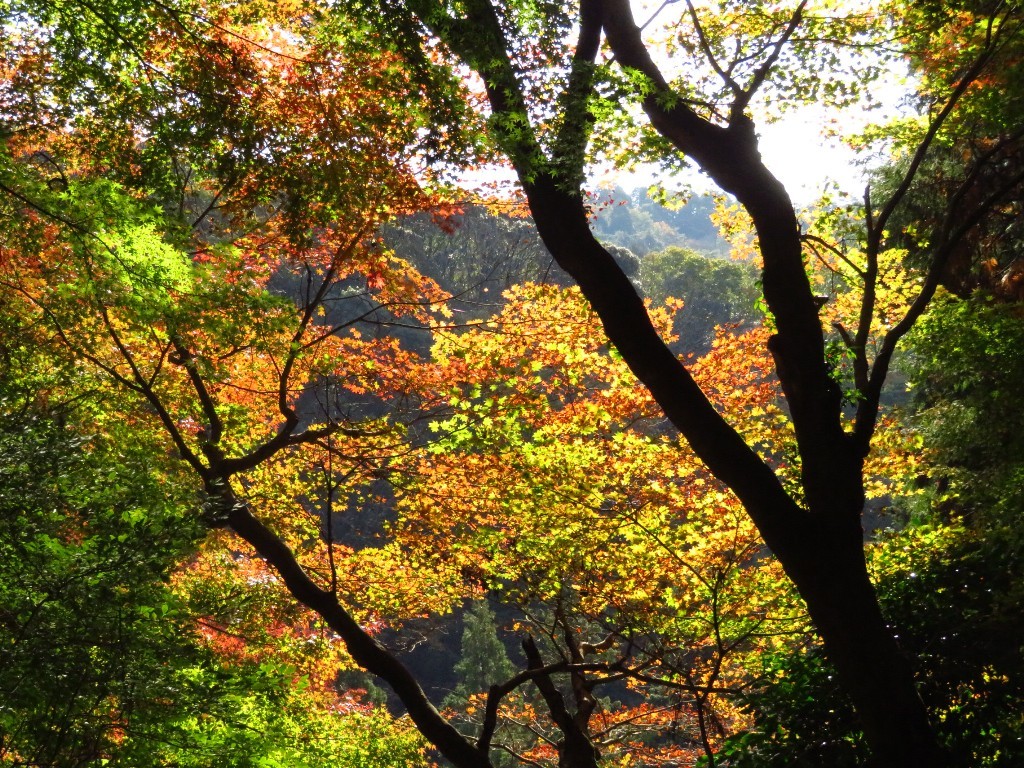 内津神社の紅葉  ❜18_a0018655_14285579.jpg