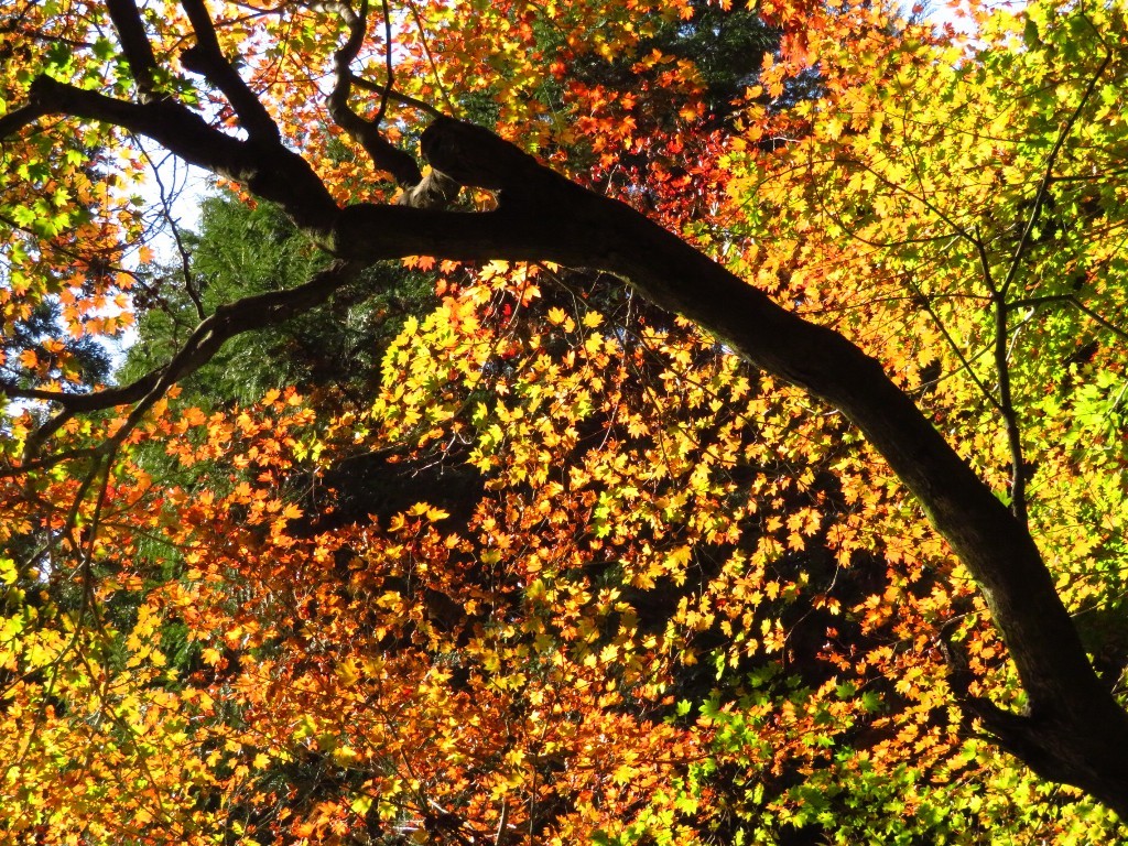 内津神社の紅葉  ❜18_a0018655_14285615.jpg