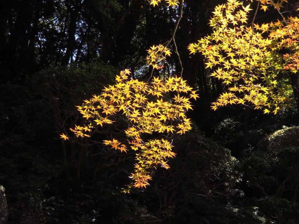 内津神社の紅葉  ❜18_a0018655_14285640.jpg