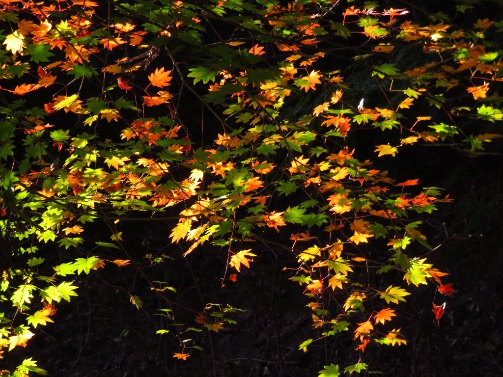 内津神社の紅葉  ❜18_a0018655_14293810.jpg