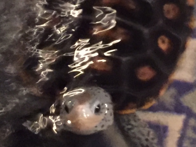 e0356855_17122672.jpg