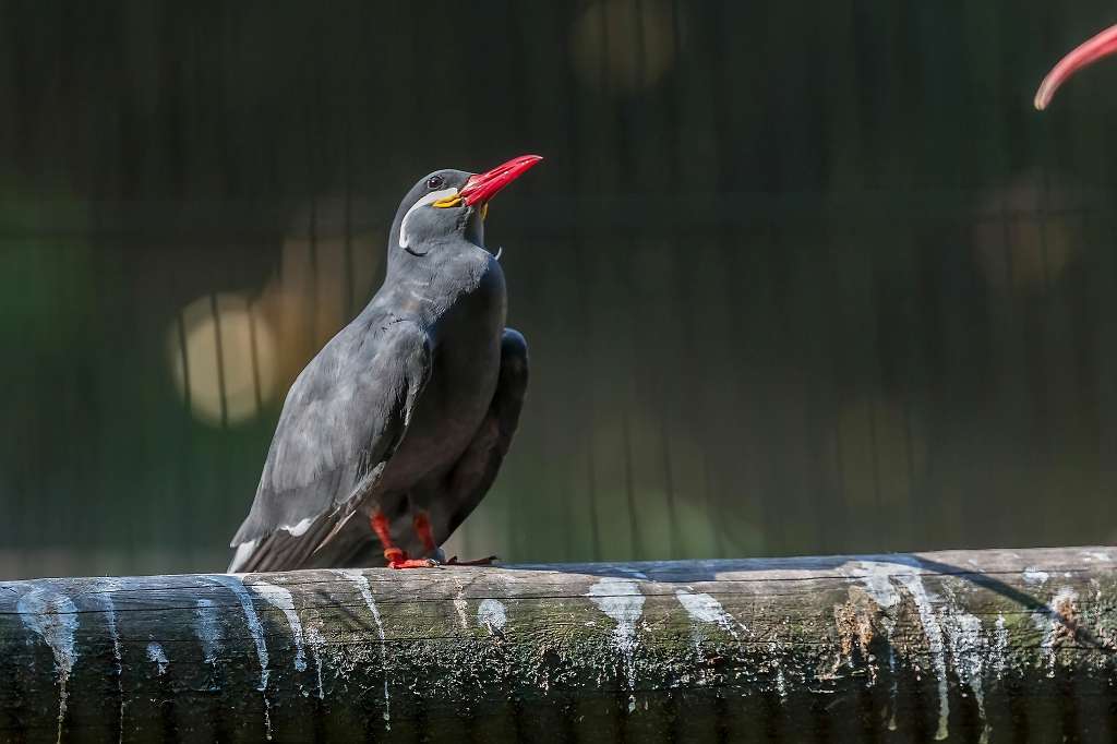 インカアジサシ ワシミミズク タンチョウ あだっちゃんの花鳥風月 インカアジサシ ワシミミズク タンチョウ あだっちゃんの花鳥風月