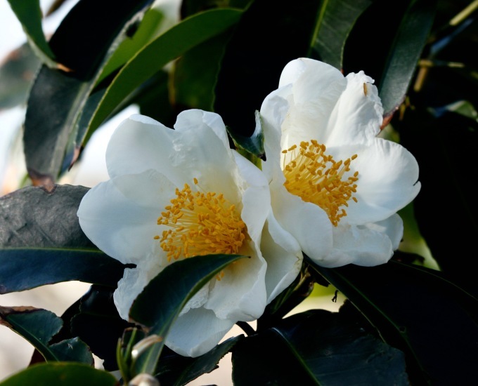 a0248459_15152983.jpg