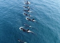 知床 シャチ 謎の大集団を追え ドキュメンタリー 竹林軒出張所