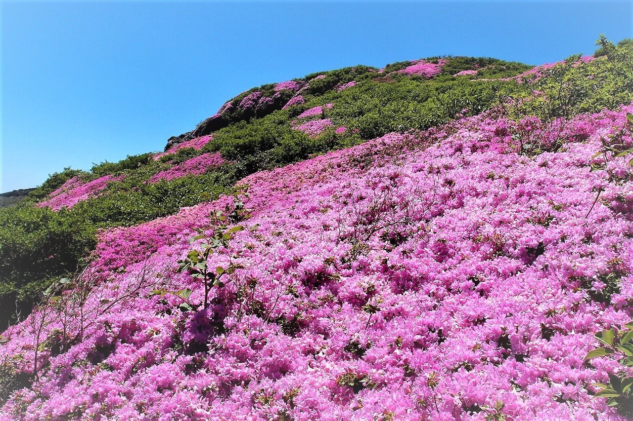 阿蘇山　裾野の広大な牧草地、迫力の火口壁そして山頂のミヤマキリシマ！2018.6.1_e0368467_20531795.jpg