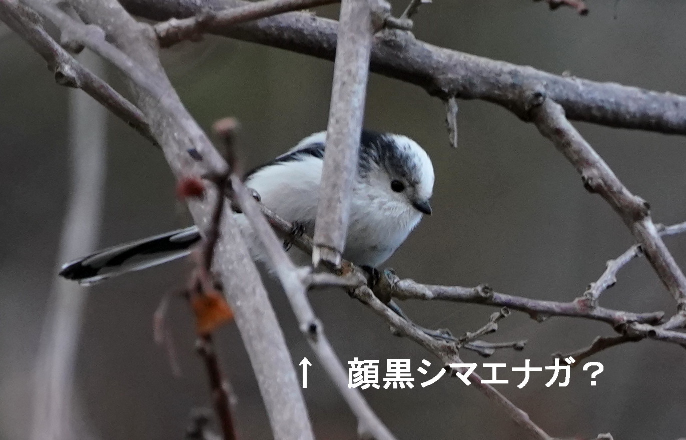 エナガとシマエナガ アイヌモシリの野生たち 獣と野鳥の写真図鑑