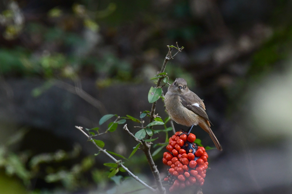 そんなの食べて大丈夫かな ジョウビタキ牝 牡 ミヤマホオジロ_f0053272_22565227.jpg