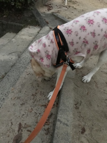 f0315081_17392417.jpeg