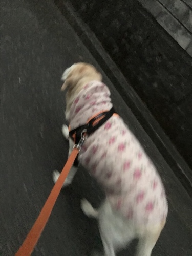 f0315081_17413550.jpeg
