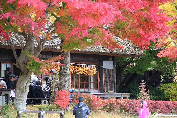 いやしの里　根場（11月7日）_d0381582_15365457.jpg