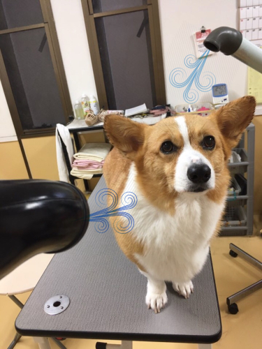 おさんぽ♪♪_f0357682_14014385.jpg