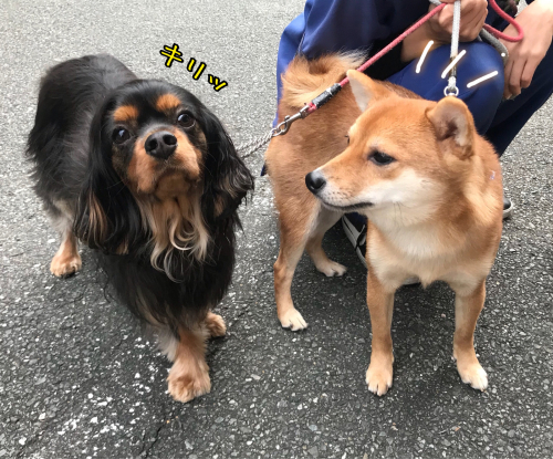 おさんぽ♪♪_f0357682_14293539.jpg