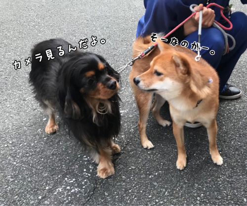 おさんぽ♪♪_f0357682_14305859.jpg