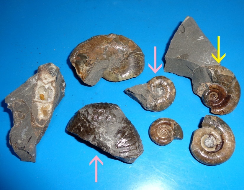 方解石とアンモナイト : my earth my world