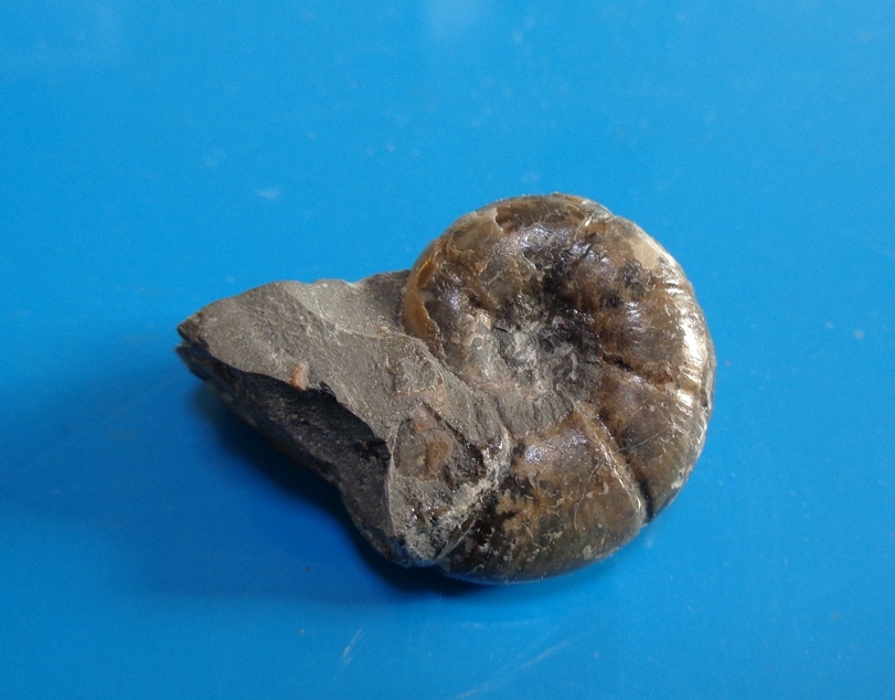 方解石とアンモナイト : my earth my world