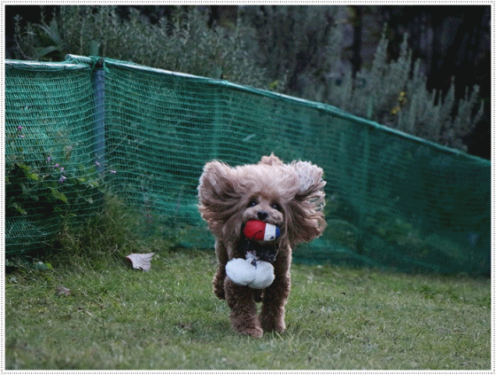 b0175688_01085984.gif