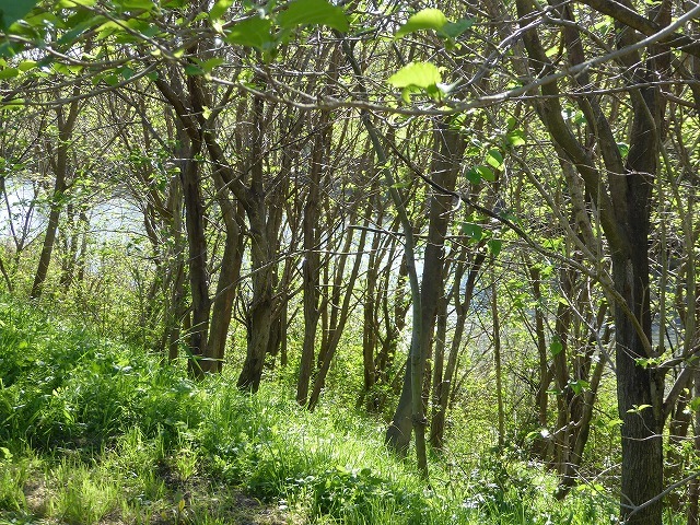 なつかしい川沿いの小道や木の橋を渡って 芝川第一調整池 芝川沿いの散歩道 東浦和散歩 ルソイの半バックパッカー旅 なつかしい川沿いの小道や木の橋を渡って 芝川第一調整池 芝川沿いの散歩道 東浦和散歩 ルソイの半バックパッカー旅