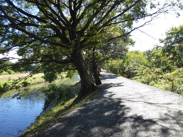 なつかしい川沿いの小道や木の橋を渡って 芝川第一調整池 芝川沿いの散歩道 東浦和散歩 ルソイの半バックパッカー旅 なつかしい川沿いの小道や木の橋を渡って 芝川第一調整池 芝川沿いの散歩道 東浦和散歩 ルソイの半バックパッカー旅