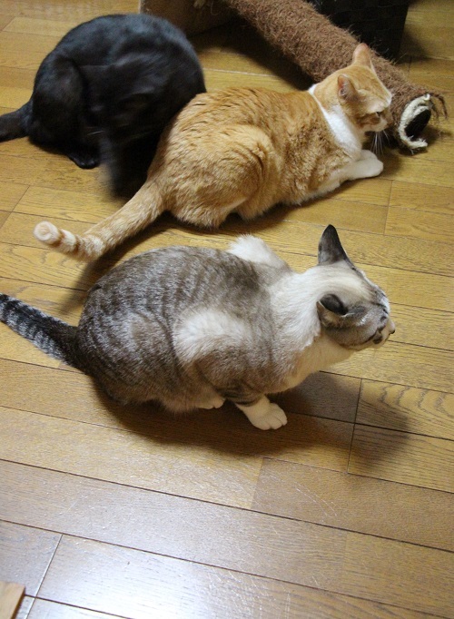 用意はできたよ_a0333195_21435805.jpg