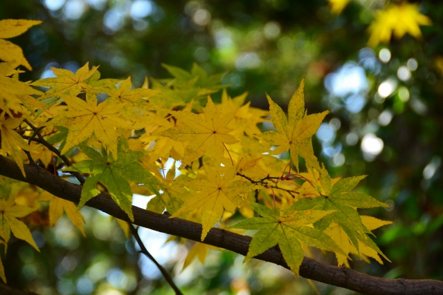 昭和記念公園へ（１１月１５日）_a0053796_21143114.jpg