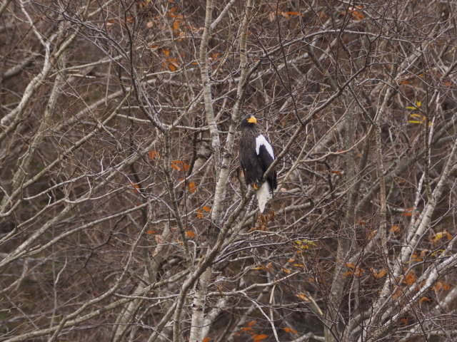c0360399_22474827.jpg