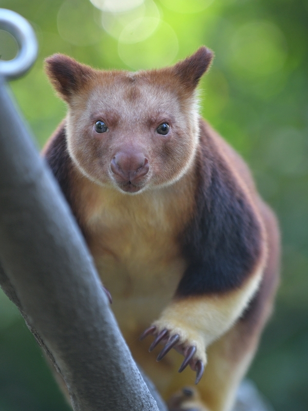 タニはキノボリカンガルー Bonsoir タニはキノボリカンガルー Bonsoir