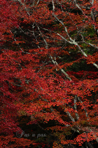 山里のお寺_e0308105_20092595.jpg