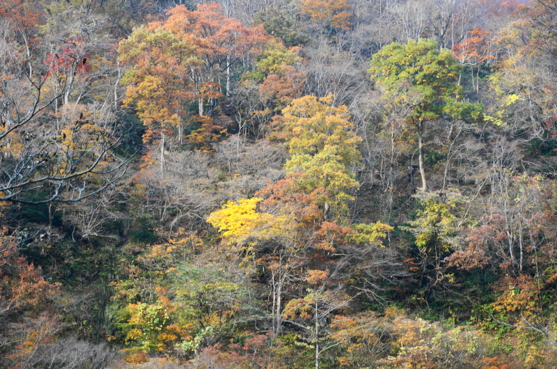 ちょっとそこまで（牛岳登山　２）_d0359010_14063169.jpg