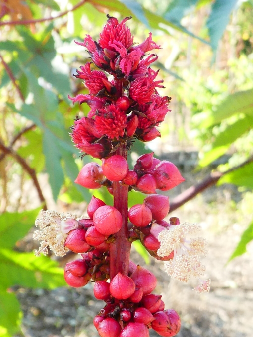 続・懐かしい植物 （その弐）_c0062511_18435848.jpg