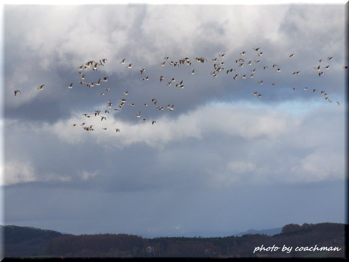 渡り鳥 北海道photo一撮り旅 渡り鳥 北海道photo一撮り旅